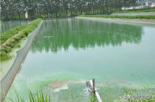 藻类养殖产业的发展趋势 养殖期间藻类大量繁殖，造成透明度低，如何杀藻类呢？