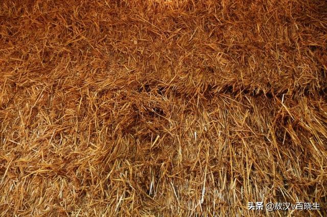 畜牧业所用的青饲料-青饲料作物