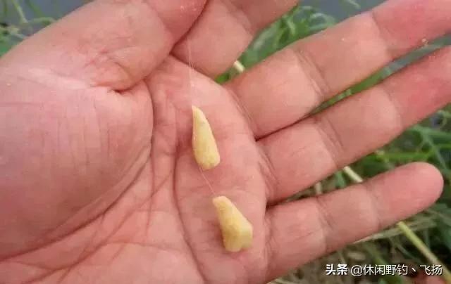 什么台钓总是小鱼多(钓鱼经常钓到的小鱼)