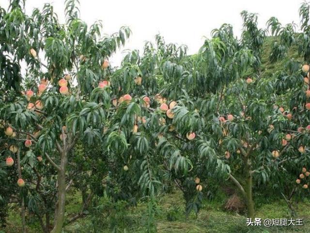 农业种植什么项目前景好挣钱多 种植业什么前景最好