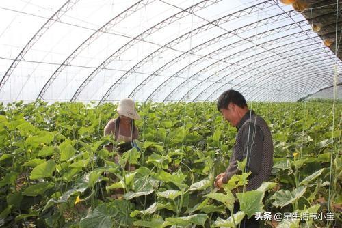 搭建养殖大棚有补贴吗多少钱 想在家搞大棚菜种植，建棚国家有补贴吗？