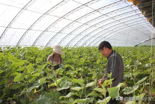 有机蔬菜合作社的补贴政策，种植有机蔬菜合作社