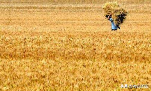 秋粮收购超6千万吨的原因_2024年中国的粮食总产量有多少吨？