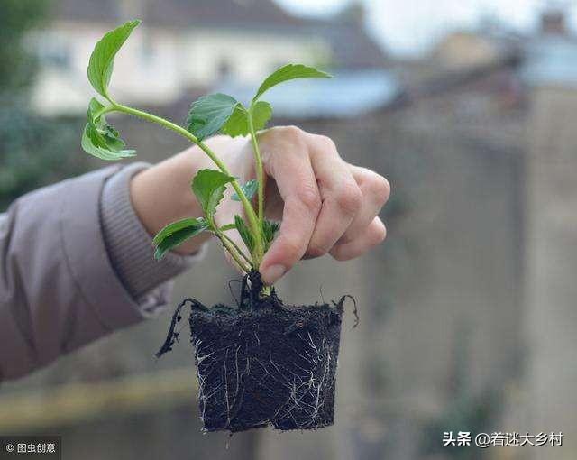 阳台草莓种植,阳台草莓种植方法和时间