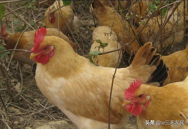 肉鸡饲料价格多少钱一吨啊 周口骆驼牌肉鸡饲料最新价格？