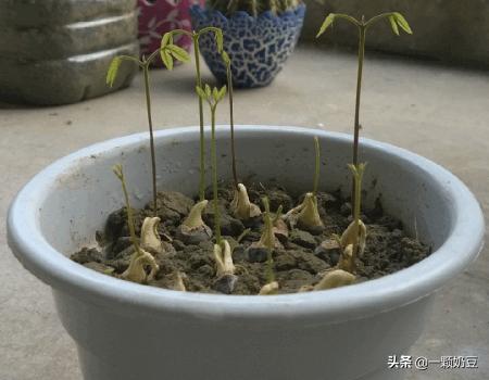 种植龙眼的方法，种植龙眼的方法有哪些