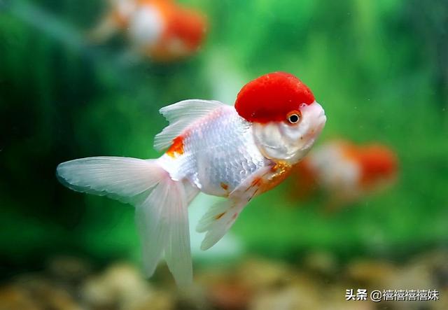 送鱼海外生活，送鱼海外生活视频大全