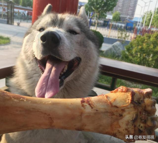 小狗吃鸡骨头怎么吃才好