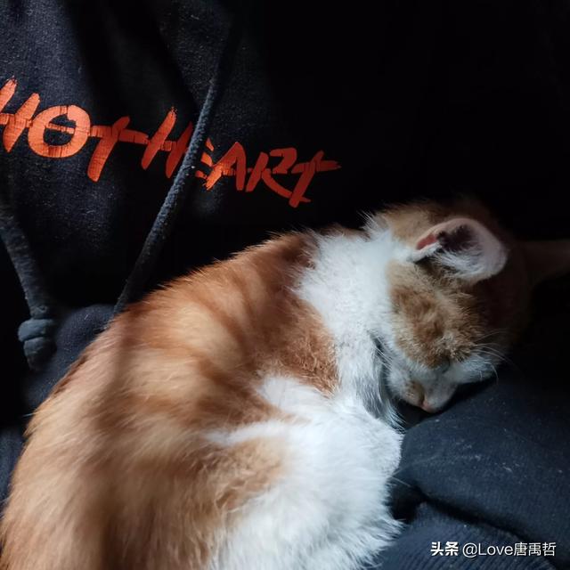 我家养了很长时间的猫，突然走出去了就再也没有回来，怎么办,第5张