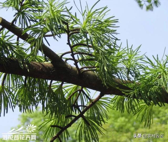 高山菜做法家常做法大全(图9)