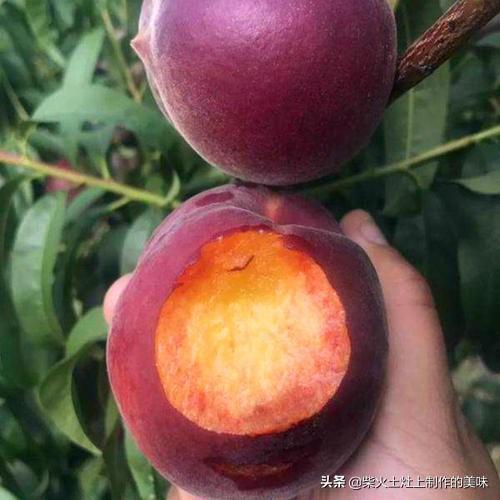 高山菜做法家常做法大全(图32)
