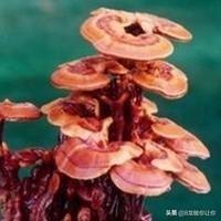 人工灵芝怎么种植方法视频 人工种植的灵芝有哪些作用？