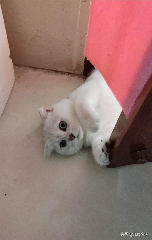 我家的猫咪为什么不愿意让人抱,第1张
