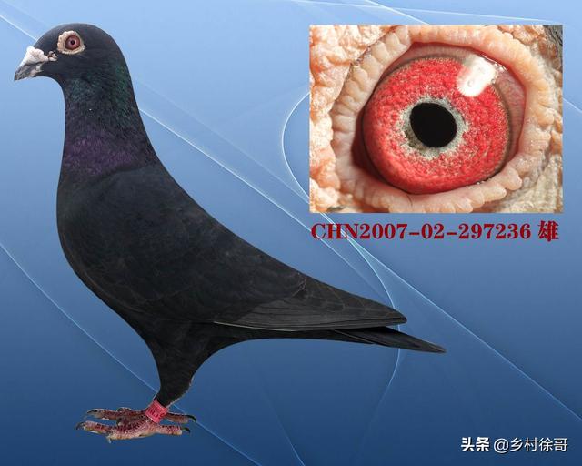 跨境社团申请书怎么写