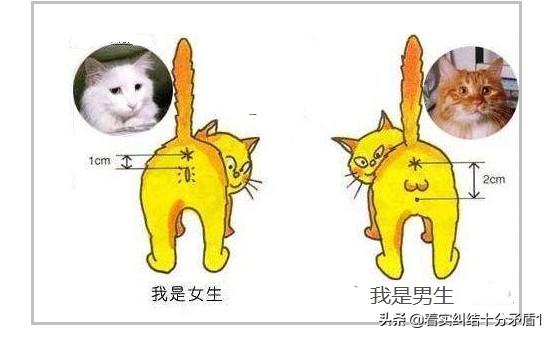 怎么分辨猫性别,第1张