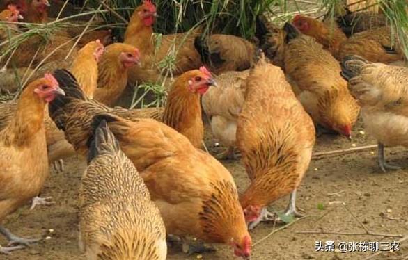 吉林梨树县生猪价格-吉林梨树县生猪价格表最新