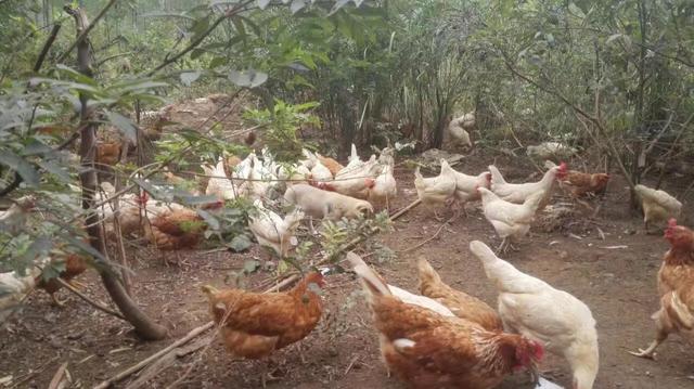 养鸡500只利润一览表 养蛋鸡500只:第一次需要投资多少？能有多少利润？