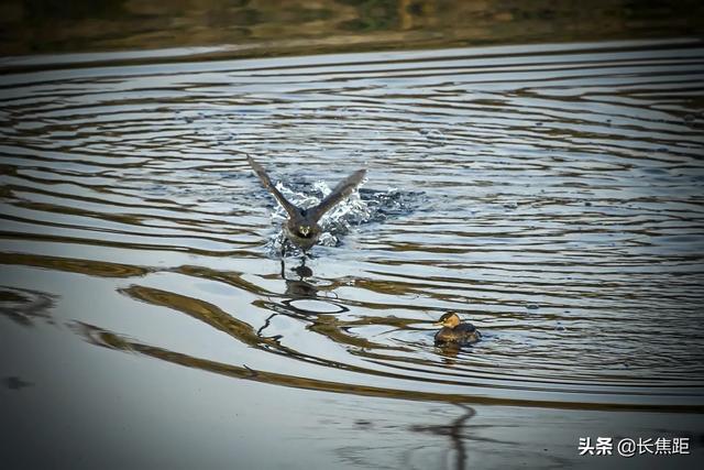 泰国湄公河巨蟒是真的_湄公河大蟒蛇