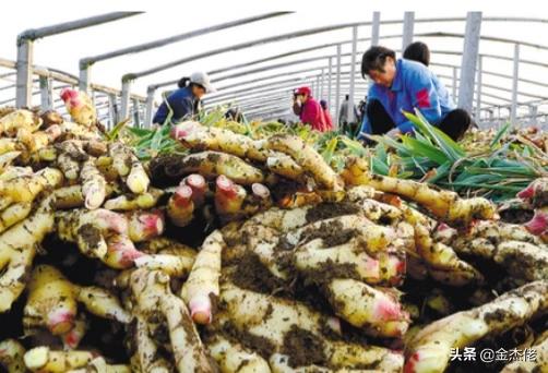 养什么不占地方又挣钱回本快呢 农业养殖致富项目？