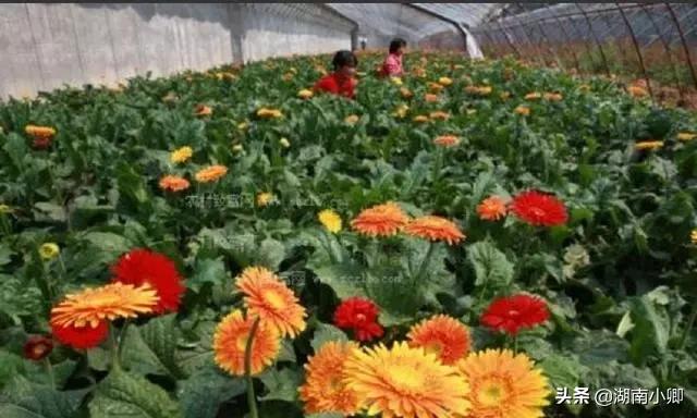 想学花卉种植培训-想学花卉种植培训怎么学