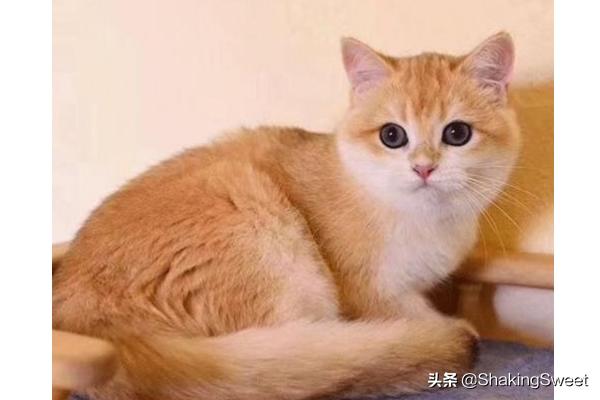 申通线上怎么寄快递的，申通线上怎么寄快递的啊