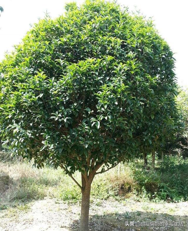求购桂花树 （求购桂花树价格表）