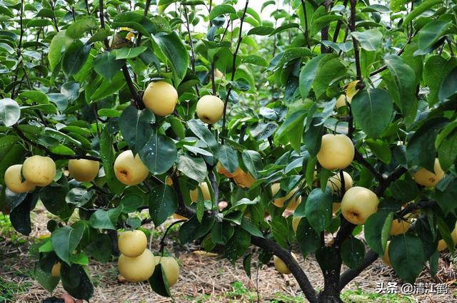 种植土回填施工方案 除虫怎么写