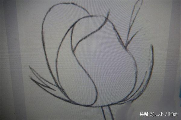 花卉素描新手?花卉素描新手教程!