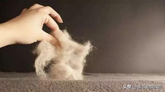 猫咪三天没有排便了正常吗，猫咪三天没有,第4张
