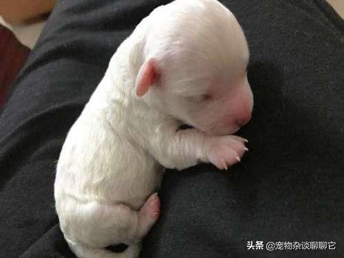 小狗吃什么?小狗吃什么食物最好!