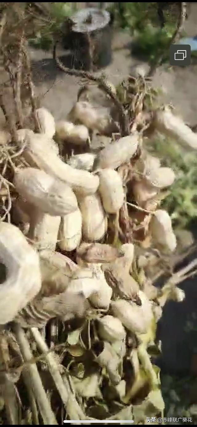 如何搭配土壤肥料种花生(图4)