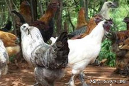 养土鸡的技术和方法有哪些 怎么样自己养殖土鸡？