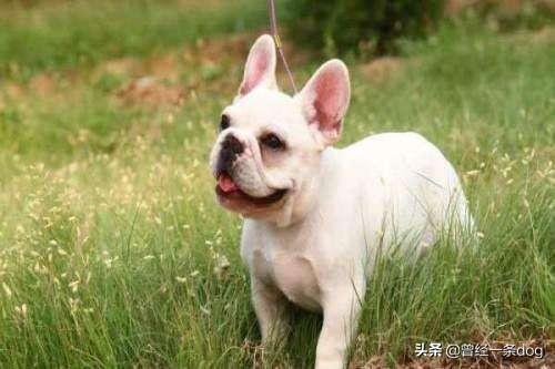 怎么训练宠物不挑食吃(图13)