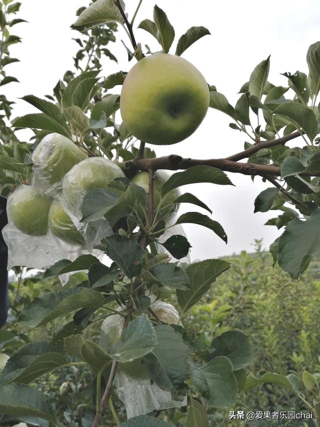 苹果苗木 （苹果苗木最新品种）