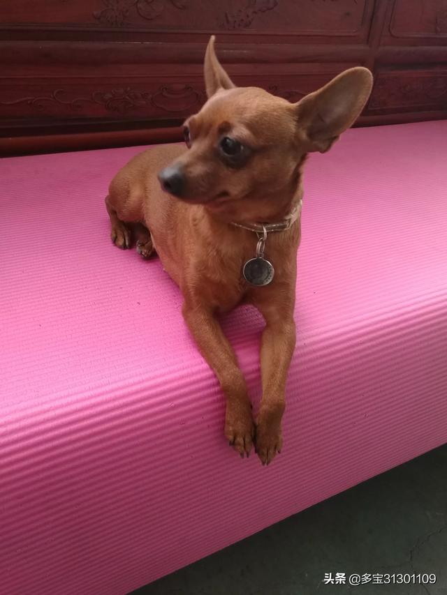 小鹿犬圖片?小鹿犬圖片大全大圖!