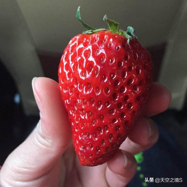 丹东局长赴哈送草莓
