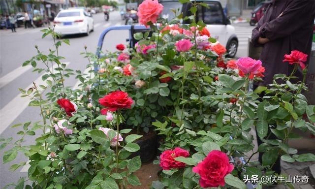 花卉绿植什么意思 种植的