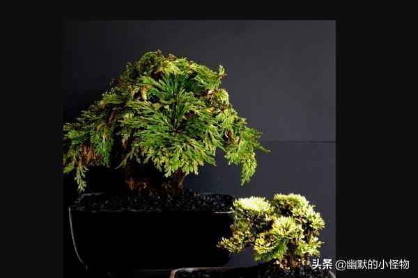 九死还魂草的功效?九死还魂草的功效与作用!