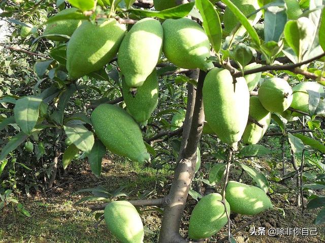 临沂市有木瓜苗卖吗在哪里