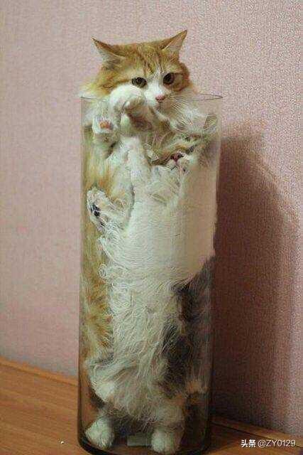如何让猫和狗和平相处,第1张