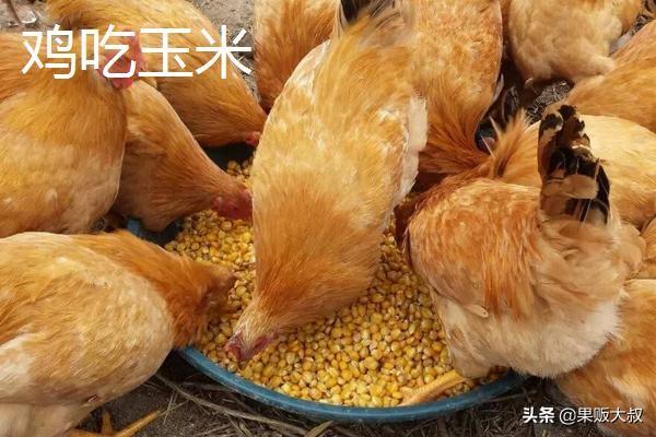 大猪饲料中预混料可少加点吗-大猪饲料中预混料可少加点吗为什么