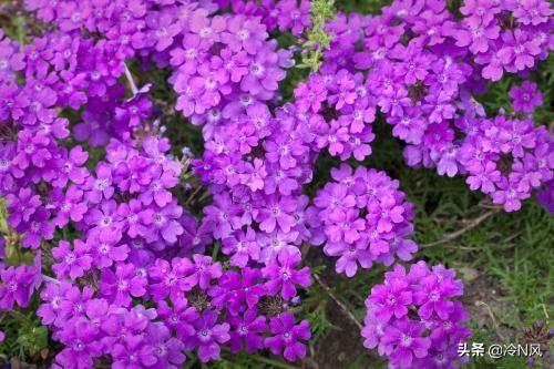 盆景花紫色冬季怎么养护和浇水