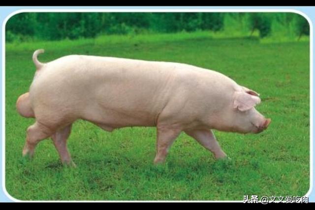 山东大白种猪价格-山东大白种猪价格表
