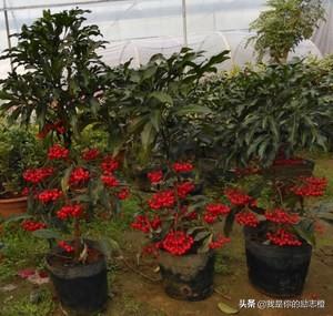 花金子绿植盆景怎么养护和管理(图8)