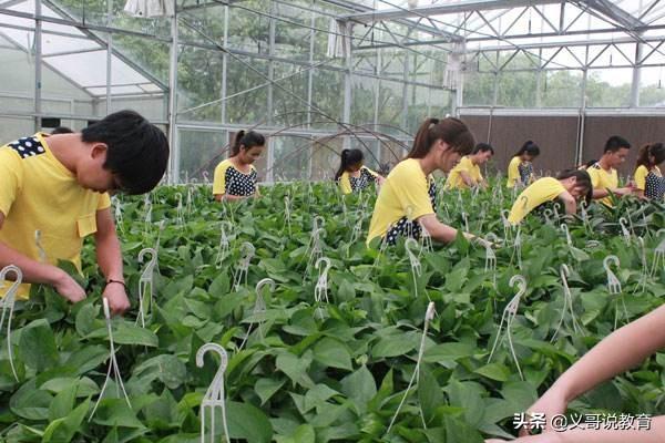 园林花卉实训报告心得体会