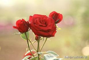 别惹玫瑰她带刺40集剧情介绍