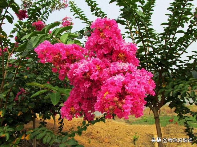 庭院花卉绿植品种? 庭院花卉绿植品种有哪些!