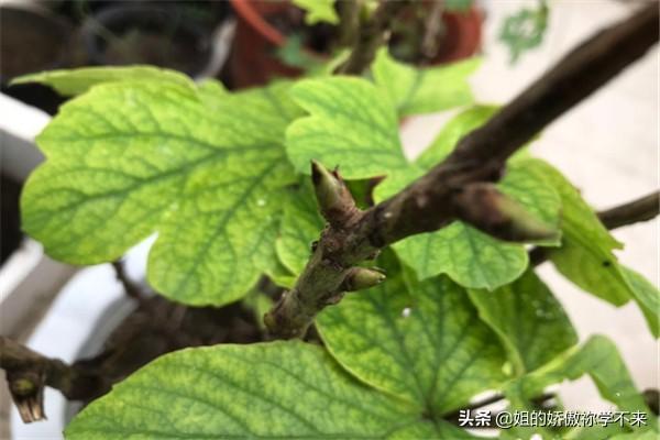 家庭盆栽牡丹种植方法，家庭盆栽牡丹种植方法视频