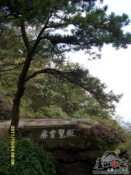 常用的树木的特别和特征