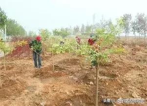 苗圃花卉种植 种植时间,苗圃花卉种植 种植时间表